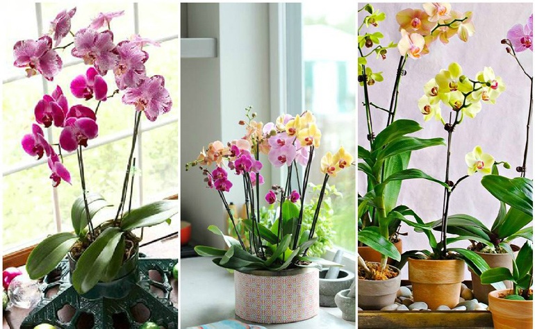 Как заставить цвести орхидею в домашних условиях | Очень вкусные блюда в домашних условиях