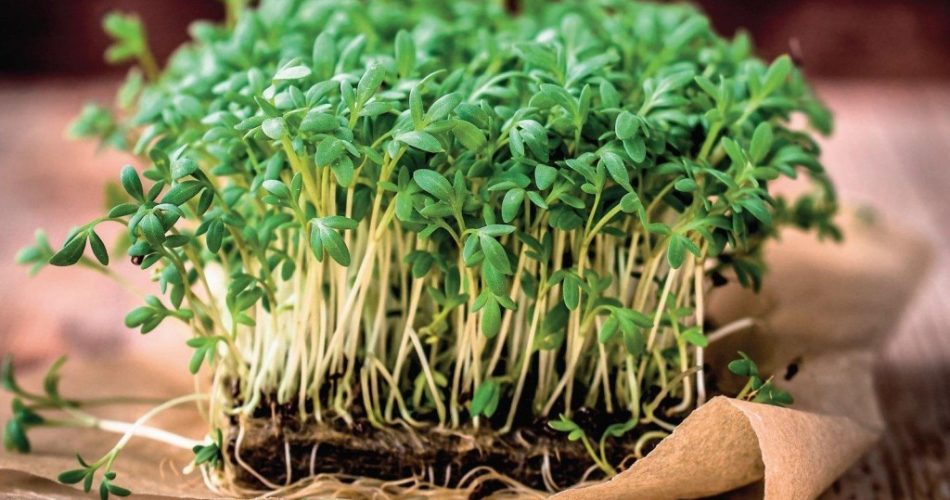 Микрозелень: польза и преимущества выращивания | Очень вкусные блюда в домашних условиях